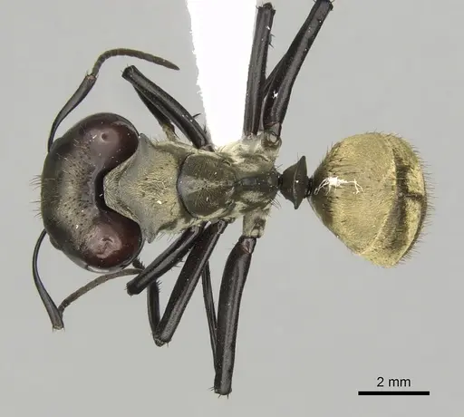 Camponotus sericeiventris specimen CASENT0280162 image casent0280162_1