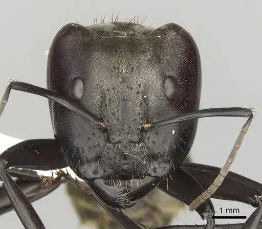 Camponotus sericeiventris specimen CASENT0280162 image casent0280162_2