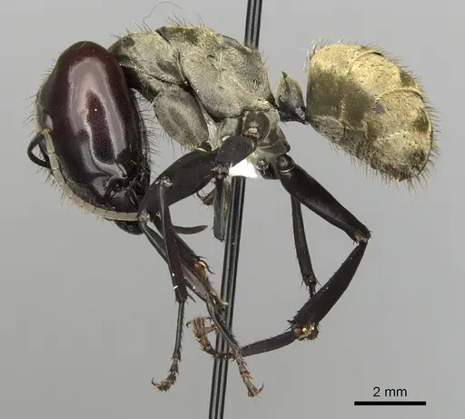 Camponotus sericeiventris specimen CASENT0280162 image casent0280162_3