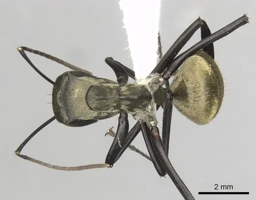Camponotus sericeiventris specimen CASENT0280163 image casent0280163_1