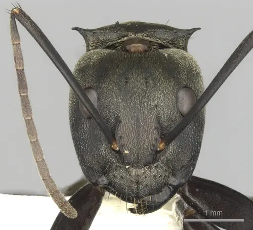 Camponotus sericeiventris specimen CASENT0280163 image casent0280163_2