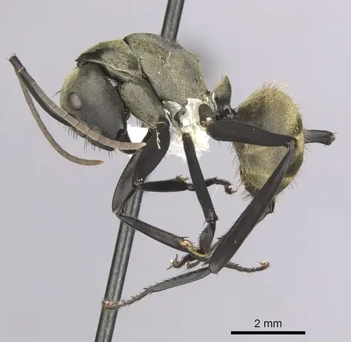 Camponotus sericeiventris specimen CASENT0280163 image casent0280163_3