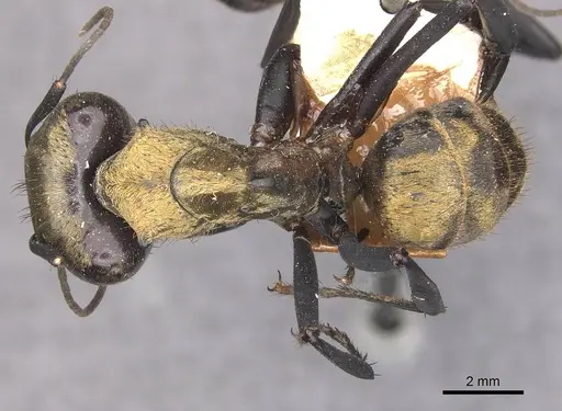 Camponotus sericeiventris specimen CASENT0910752 image casent0910752_1