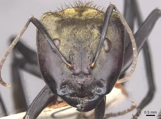 Camponotus sericeiventris specimen CASENT0910752 image casent0910752_2