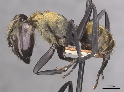 Camponotus sericeiventris specimen CASENT0910752 image casent0910752_3
