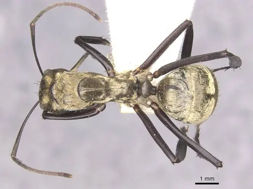 Camponotus sericeiventris specimen CASENT0910753 image casent0910753_1