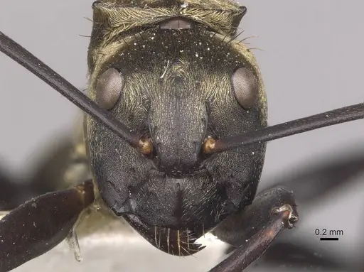 Camponotus sericeiventris specimen CASENT0910753 image casent0910753_2