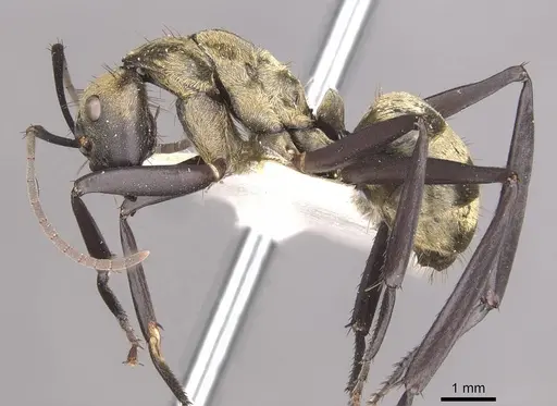 Camponotus sericeiventris specimen CASENT0910753 image casent0910753_3
