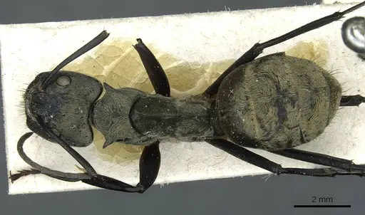 Camponotus sericeiventris specimen CASENT0911705 image casent0911705_1