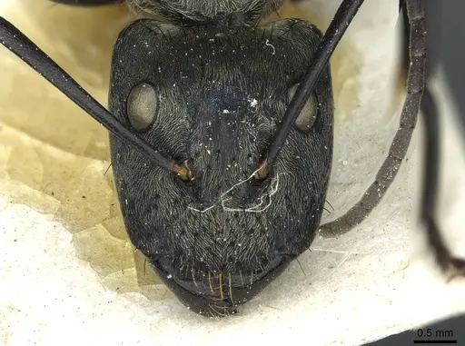 Camponotus sericeiventris specimen CASENT0911705 image casent0911705_2