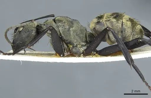 Camponotus sericeiventris specimen CASENT0911705 image casent0911705_3