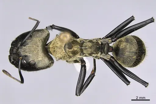 Camponotus sericeiventris specimen CASENT0923640 image casent0923640_1