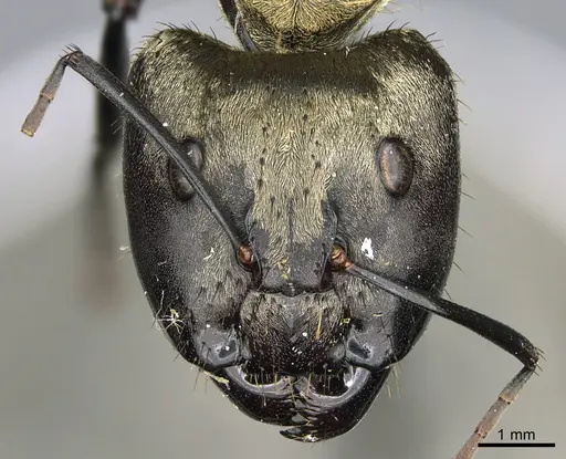 Camponotus sericeiventris specimen CASENT0923640 image casent0923640_2