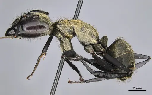 Camponotus sericeiventris specimen CASENT0923640 image casent0923640_3