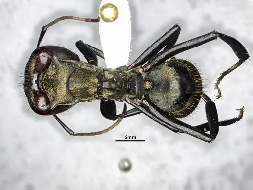 Camponotus sericeiventris specimen CASENT4032250 image casent4032250_1