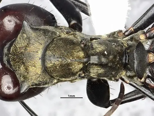 Camponotus sericeiventris specimen CASENT4032250 image casent4032250_2
