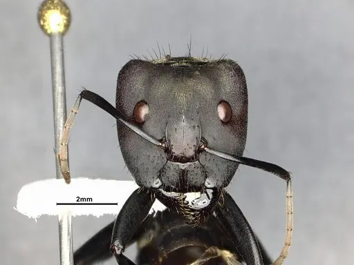 Camponotus sericeiventris specimen CASENT4032250 image casent4032250_3