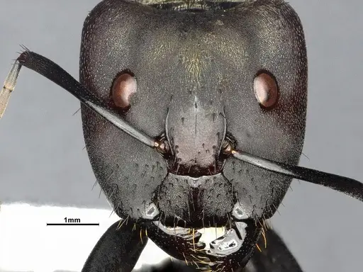 Camponotus sericeiventris specimen CASENT4032250 image casent4032250_4