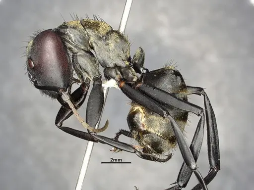 Camponotus sericeiventris specimen CASENT4032250 image casent4032250_5