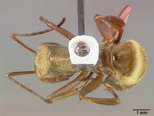 Camponotus sericeiventris specimen CASTYPE04255 image castype04255_1