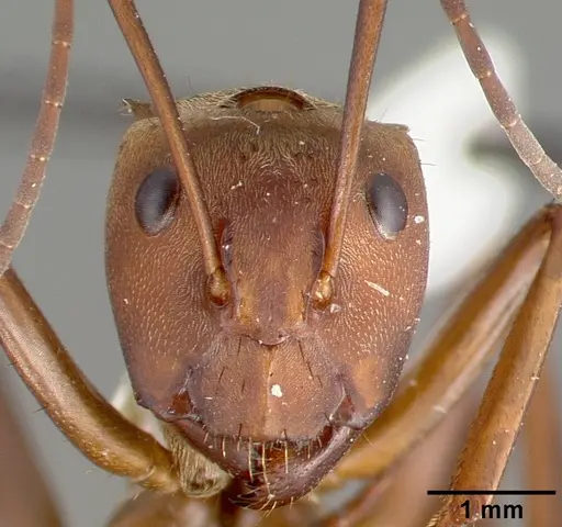 Camponotus sericeiventris specimen CASTYPE04255 image castype04255_2
