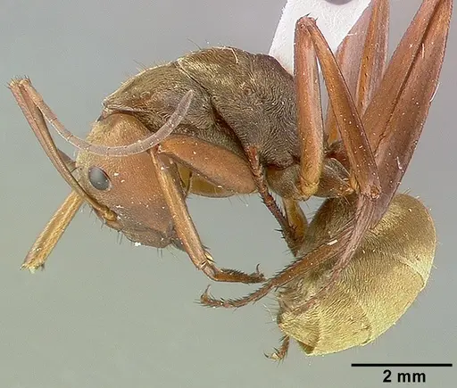 Camponotus sericeiventris specimen CASTYPE04255 image castype04255_3