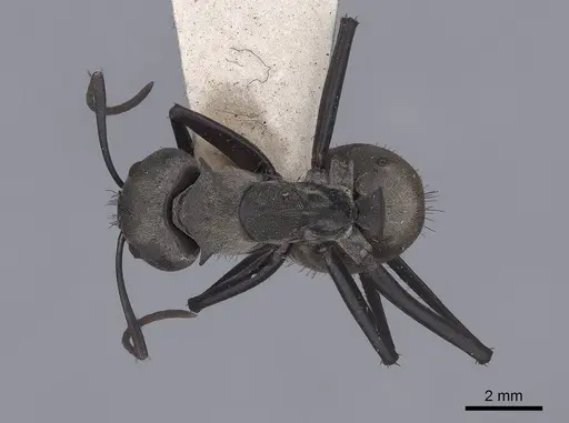Camponotus sericeiventris specimen FMNHINS0000045940 image fmnhins0000045940_1