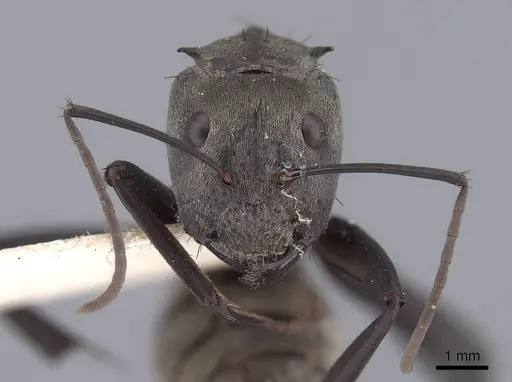 Camponotus sericeiventris specimen FMNHINS0000045940 image fmnhins0000045940_2