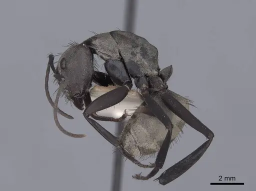 Camponotus sericeiventris specimen FMNHINS0000045940 image fmnhins0000045940_3