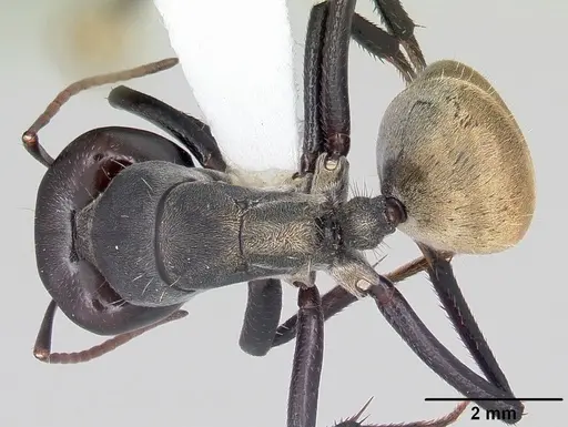 Camponotus sericeus specimen CASENT0104896 image casent0104896_1