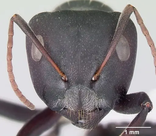 Camponotus sericeus specimen CASENT0104896 image casent0104896_2