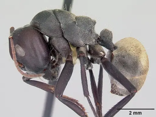 Camponotus sericeus specimen CASENT0104896 image casent0104896_3