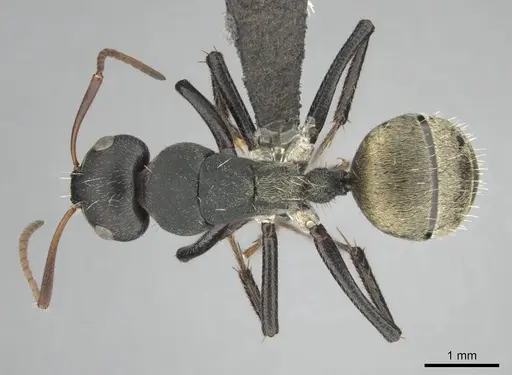 Camponotus sericeus specimen CASENT0251578 image casent0251578_1