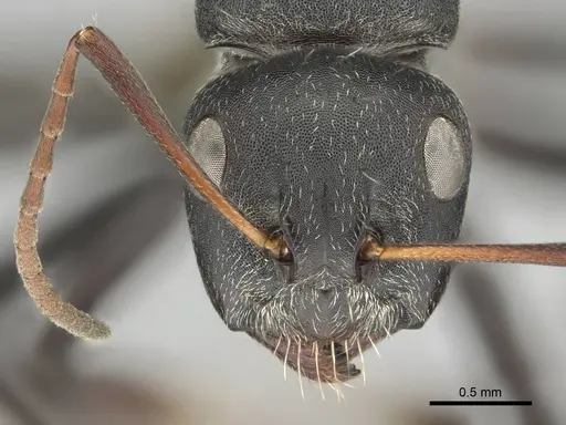 Camponotus sericeus specimen CASENT0251578 image casent0251578_2