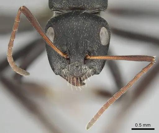 Camponotus sericeus specimen CASENT0251578 image casent0251578_3