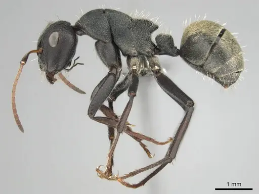 Camponotus sericeus specimen CASENT0251578 image casent0251578_4