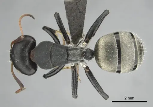 Camponotus sericeus specimen CASENT0251590 image casent0251590_1
