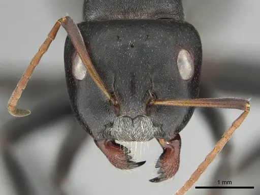 Camponotus sericeus specimen CASENT0251590 image casent0251590_2