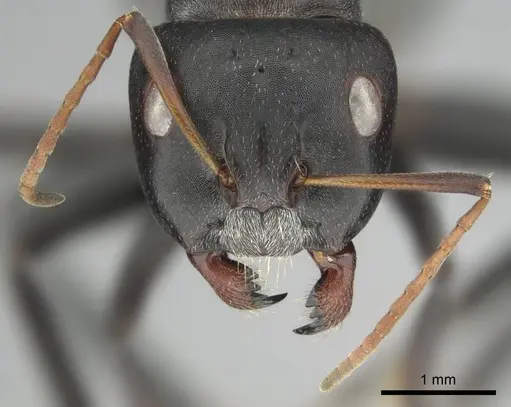 Camponotus sericeus specimen CASENT0251590 image casent0251590_3