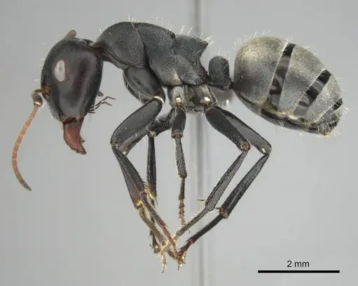 Camponotus sericeus specimen CASENT0251590 image casent0251590_4