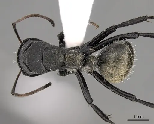 Camponotus sericeus specimen CASENT0280303 image casent0280303_1