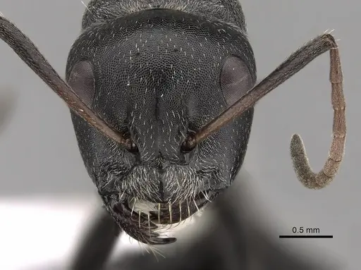 Camponotus sericeus specimen CASENT0280303 image casent0280303_2