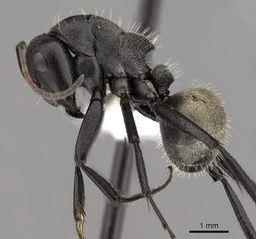 Camponotus sericeus specimen CASENT0280303 image casent0280303_3