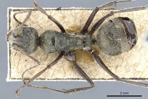 Camponotus sericeus specimen CASENT0905412 image casent0905412_1