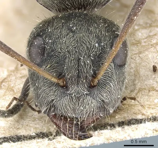 Camponotus sericeus specimen CASENT0905412 image casent0905412_2