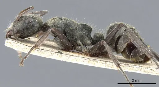 Camponotus sericeus specimen CASENT0905412 image casent0905412_3