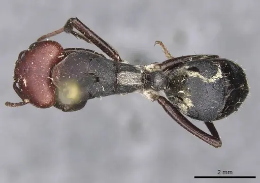 Camponotus sericeus specimen CASENT0910449 image casent0910449_1