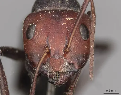 Camponotus sericeus specimen CASENT0910449 image casent0910449_2