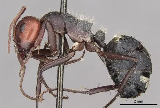 Camponotus sericeus specimen CASENT0910449 image casent0910449_3