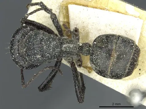 Camponotus sericeus specimen CASENT0911867 image casent0911867_1